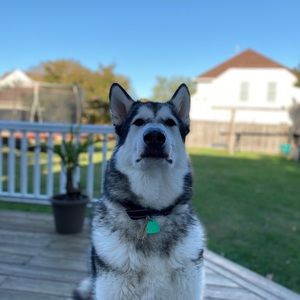 Meet your Posher, Joshua